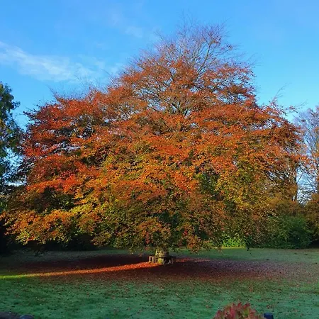 宏迪戈尔德住宿加早餐酒店