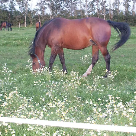 宏迪戈尔德住宿加早餐酒店 住宿加早餐酒店 Dronninglund