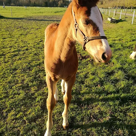 Holtegaard Couette-café 2*