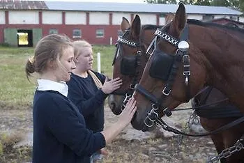 宏迪戈尔德住宿加早餐酒店